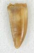 Serrated Raptor Tooth From Morocco - #22989-1